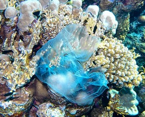 Plastic in the coral